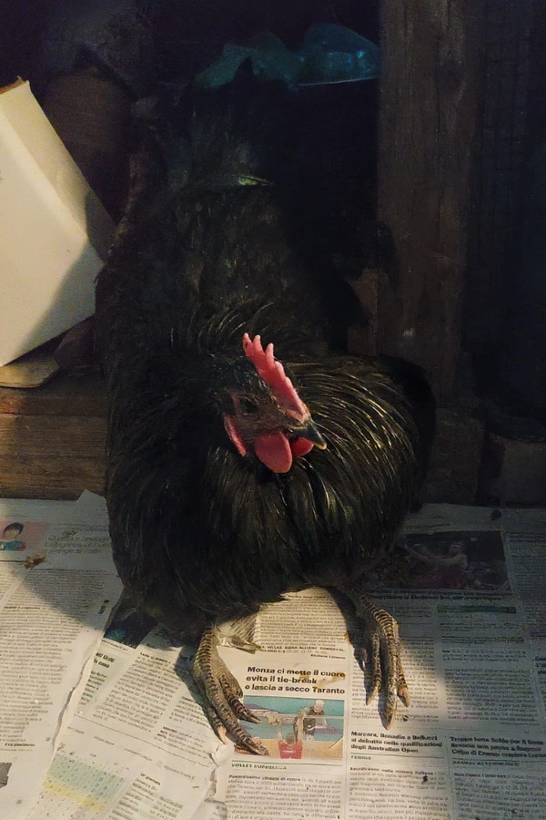 rooster_animals_emotions_holistic_health